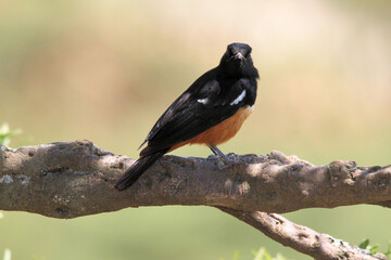 A bird in a tree