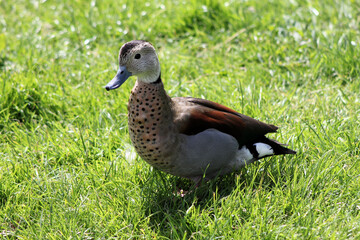A view of a Whistling Duck