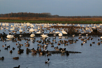 A view of some Whooper Swans