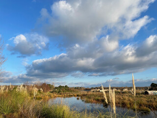 Eau, nuages et végétation en hiver