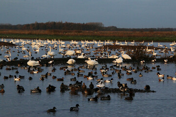 A view of some Whooper Swans