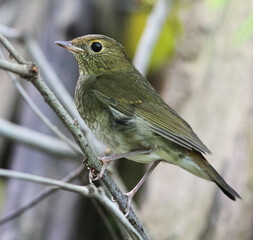 Rufous-headed Robin, Larvivora ruficeps