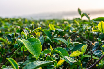Fresh grean tea leaf in sunrise light at tea plantation.