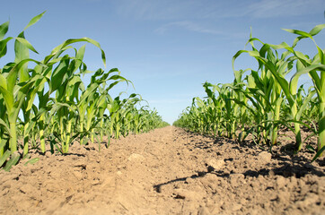 Young corn field. Rows of corn on a field on a sunny day. Cultivation of corn.