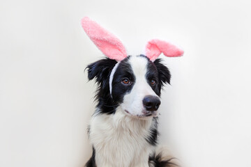 Happy Easter concept. Funny portrait of cute smiling puppy dog border collie wearing easter bunny ears isolated on white background