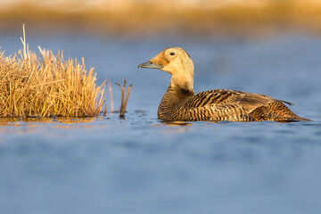Spectacled Eider, Somateria fischeri