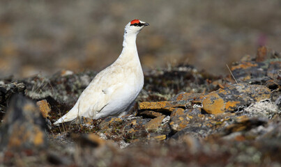 Alaskan Rock Ptarmigan, Lagopus muta kelloggae