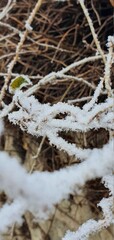 frost on the grass
