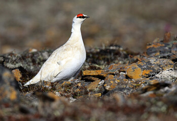 Alaskan Rock Ptarmigan, Lagopus muta kelloggae
