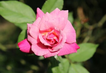 pink rose hanging on the rose tree with blureed background. red and white mix fresh rose.