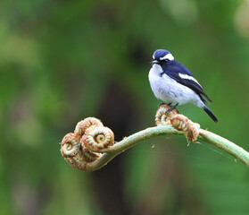 Little Pied Flycatcher, Ficedula westermanni
