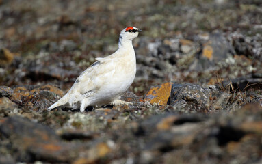 Alaskan Rock Ptarmigan, Lagopus muta kelloggae