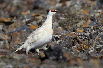 Alaskan Rock Ptarmigan, Lagopus muta kelloggae