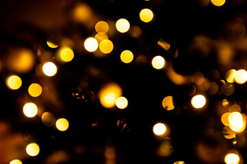 Kiang or Wild Ass, Equus kiang.