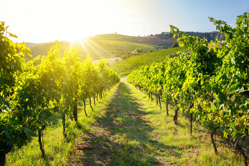 Panoramic view to vineyard on hills, winery and wine making