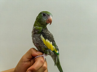 Loro verde domestico en mi mano