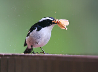 Little Pied Flycatcher, Ficedula westermanni