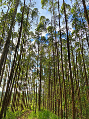Fototapeta premium The eucalyptus trees with a sky background