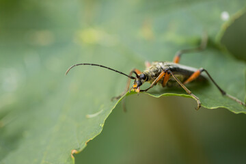 Marco image of an insect