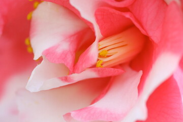 Fototapeta na wymiar 椿の花のクローズアップ