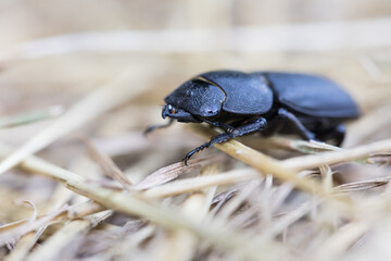 Marco image of an insect