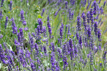 Close up of lavender flowers on lavender farm