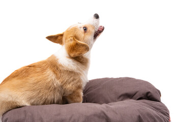 corgi puppy isolated