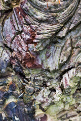 Marco image of an insect