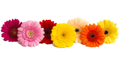 beautiful gerbera flowers isolated