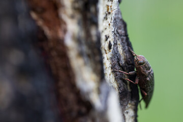 Marco image of an insect