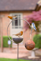 Bird feeder