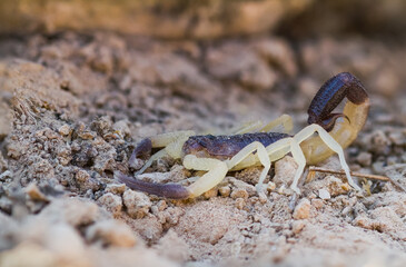 Marco image of an insect