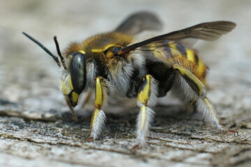 Close up of a nice fresh and yellow female Wool carder bee ( Anthidium manicatum) from Gard, France .