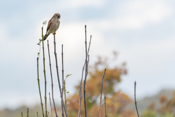 Kestrel watch