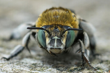 A frontal close up of a female digger bee ( Amegilla albigena ) from Rousson, Gard.