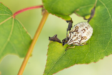 Marco image of an insect