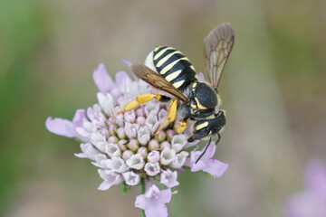 The endangered and very rare Trachusa integra , a solitary bee that specializes on collecting pollen from group of pincushion flowers ( Scabiosa ) only