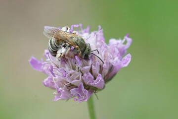 A female of one of the snowwhite bronze furrow bees, Vestitohalictus  pollinosus, in the Gard France on a pincushion flower