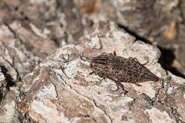 Marco image of an insect