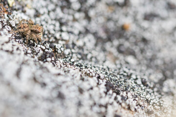 Marco image of an insect