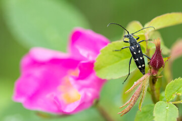 Marco image of an insect