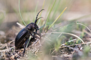 Marco image of an insect