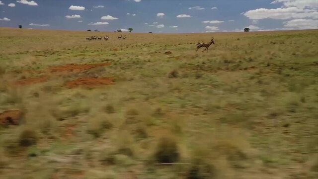 Antelope running across a field in the African wild, with a side view from a drone at high speed on a sunny day. Other wild animals are visible in the background. 1080p, 50fps