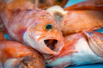 close up of a red fish, fish market, fresh fish, catch of the day