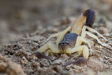 Marco image of an insect