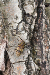 Marco image of an insect