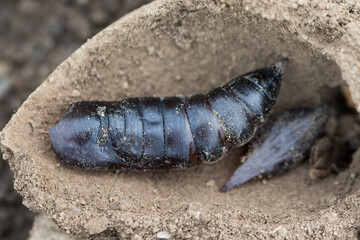 Marco image of an insect