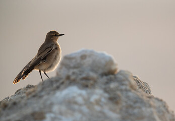 Isabelline Wheatear on the rocks at Busaiteen coast of Bahrain