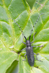 Marco image of an insect