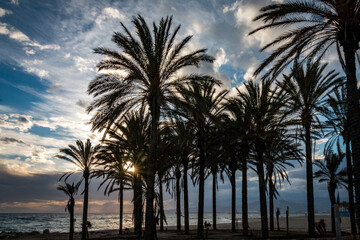 Fototapeta na wymiar palm trees at sunset, silhouette